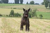 BOUVIER DES ARDENNES 329
